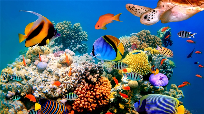 Coral Reef with Fish and Turtle 4K