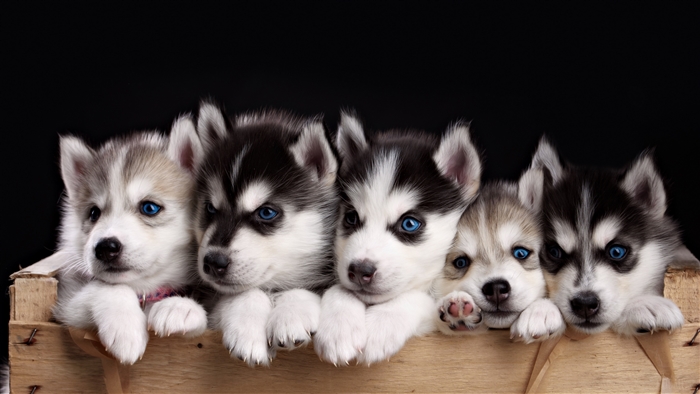 Adorable Husky Puppies with Blue Eyes 4K