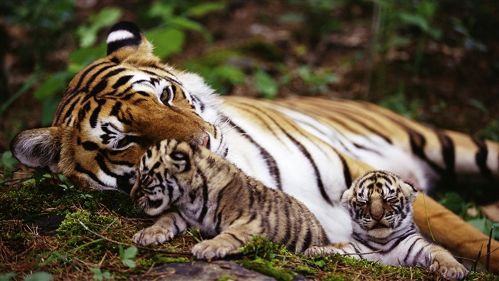 Tiger and cubs resting in forest