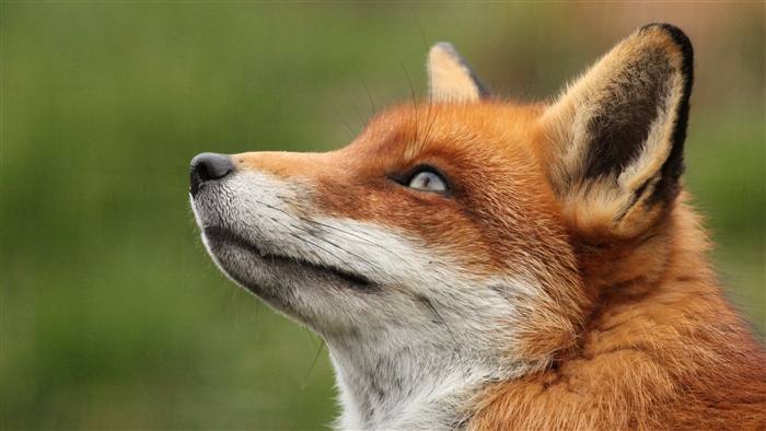 Close-up of a red fox looking up