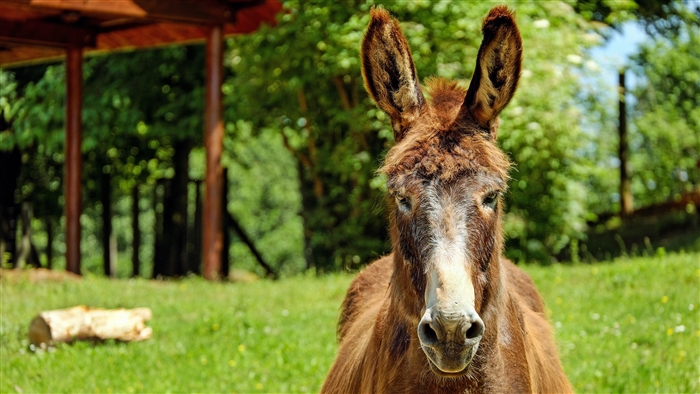 Donkey in a grassy field