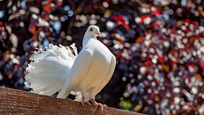Elegant White Pigeon with Fluffy Tail in 4K