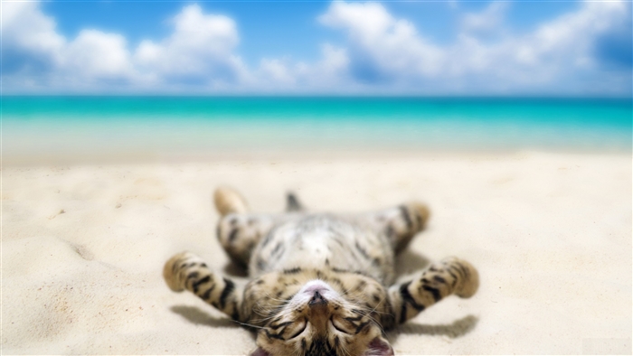 Cat lying on a beach 4K