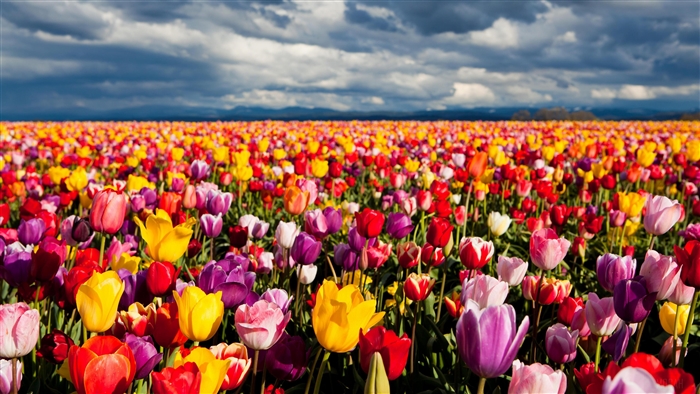Colorful Tulip Field 4K