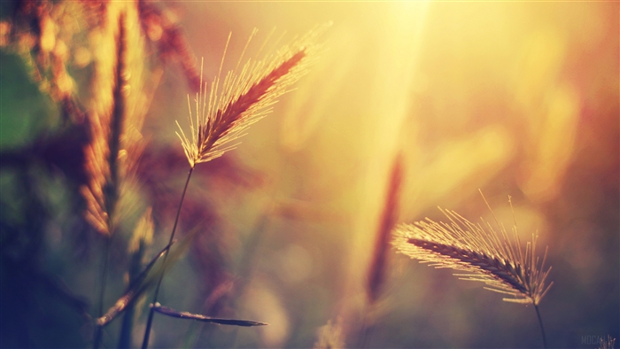 Close-up of wheat ears in golden sunlight