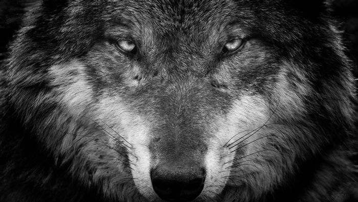 Close-up Black and White Wolf Stare 4K