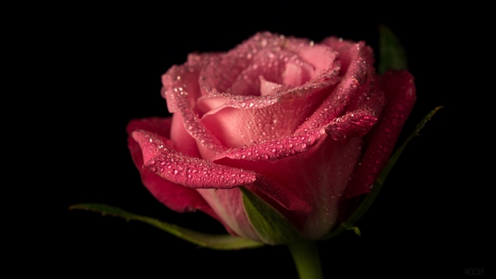 Pink Rose with Dew Drops Close-Up 4K