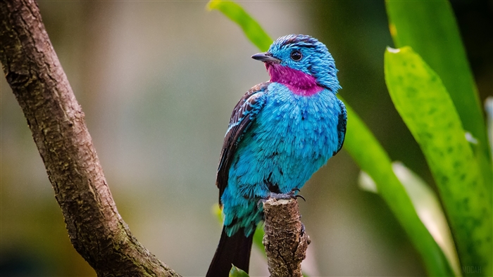 Spangled Cotinga Bird 4K