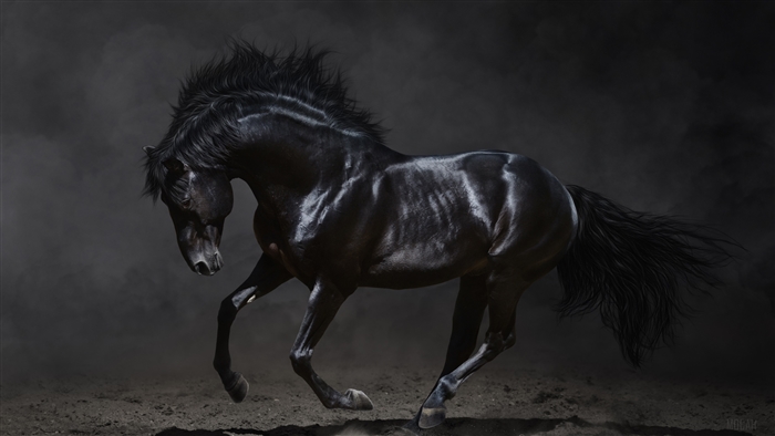 Black horse running in dust
