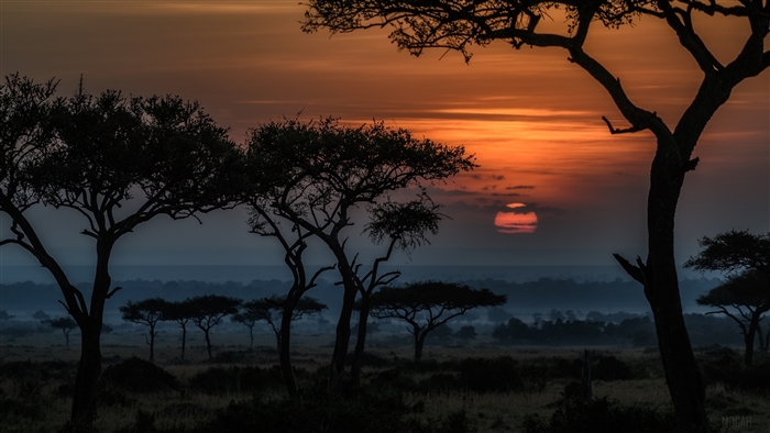 Serene African Savannah Sunrise in Kenya 4K