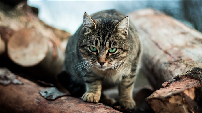 Tabby Cat with Green Eyes on Logs 4K