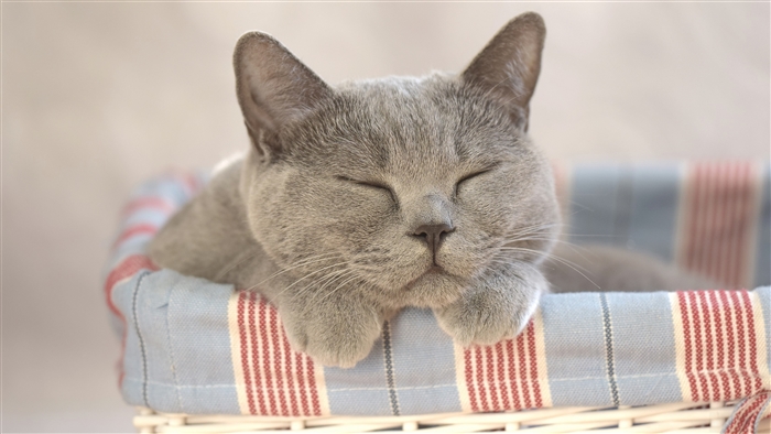 Cute Grey Cat Sleeping in a Basket 4K