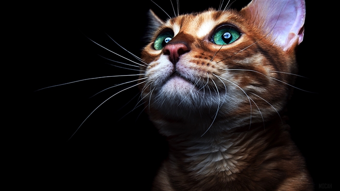 Close-up of a Bengal cat with green eyes