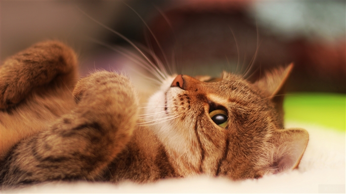 Funny Cat 4K