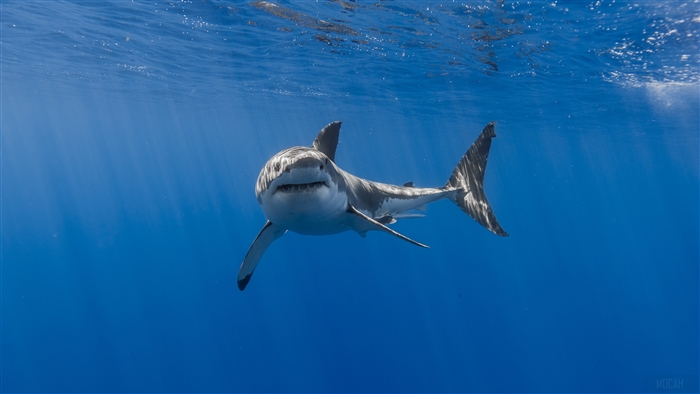 Great White Shark swimming in blue ocean 4K