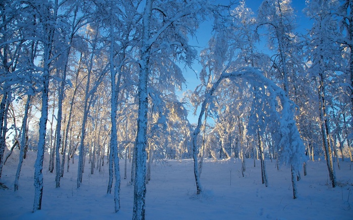 Snow-covered trees in a forest under a blue sky