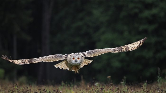 Eurasian Eagle Owl in flight