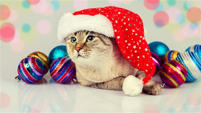 Cat Wearing Santa Hat with Christmas Ornaments