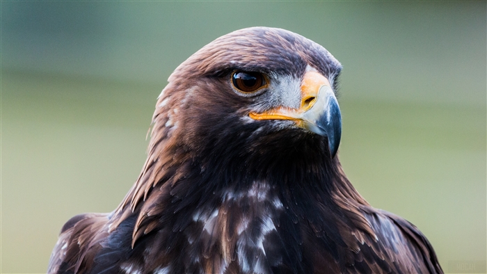 Golden Eagle Bird of Prey Close-up 4K