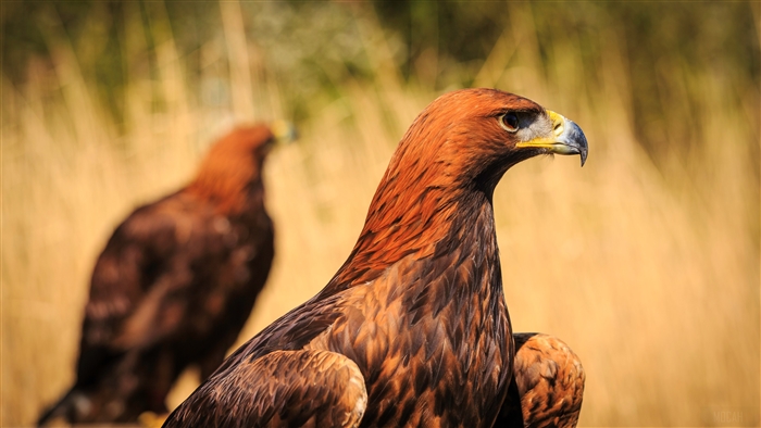 Golden Eagles in a Field
