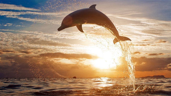 Dolphin jumping out of the ocean at sunset 4K