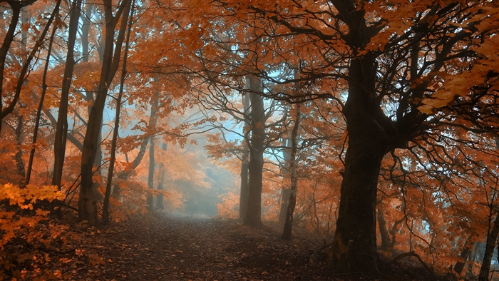 Forest with orange foliage and fog 4K