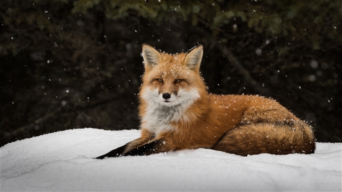 Red Fox Lying in Snow During Snowfall 4K