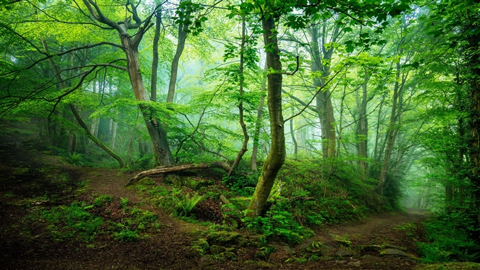 Misty Forest Path with Greenery 4K