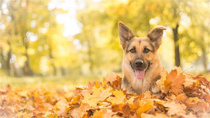 German Shepherd Dog in Autumn Leaves 4K