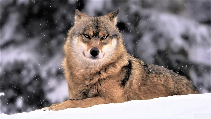 Wolf in snowfall 4K