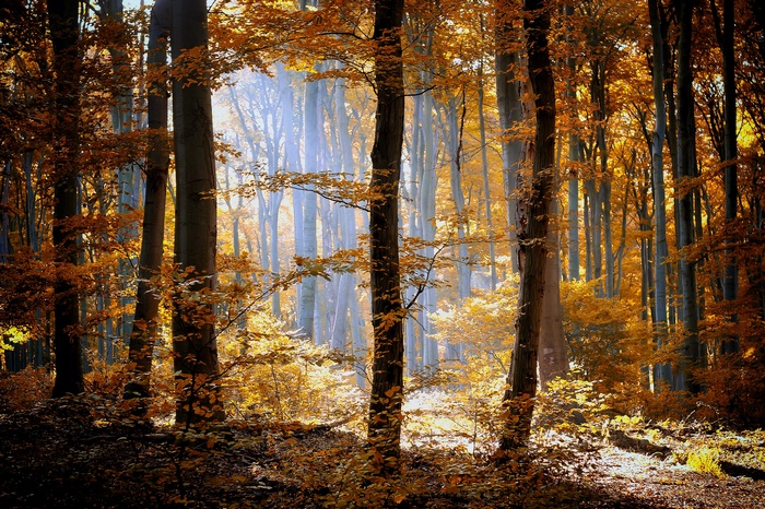 Sunlight filtering through autumn trees in a forest