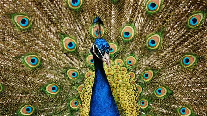 Peacock displaying its tail feathers