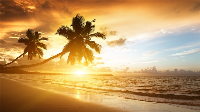 Palm Trees on a Beach at Sunset 4K
