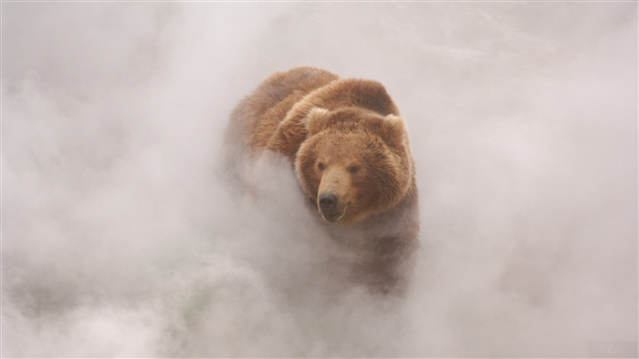 Brown bear in steam