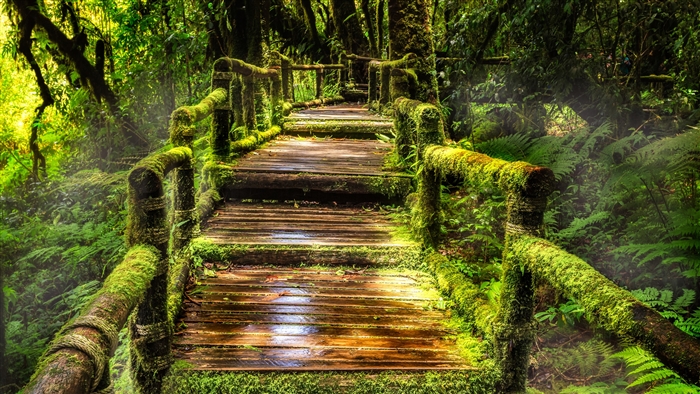 Wooden bridge covered in moss in a rainforest