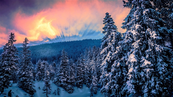 Snowy forest at sunset with colorful sky 4K