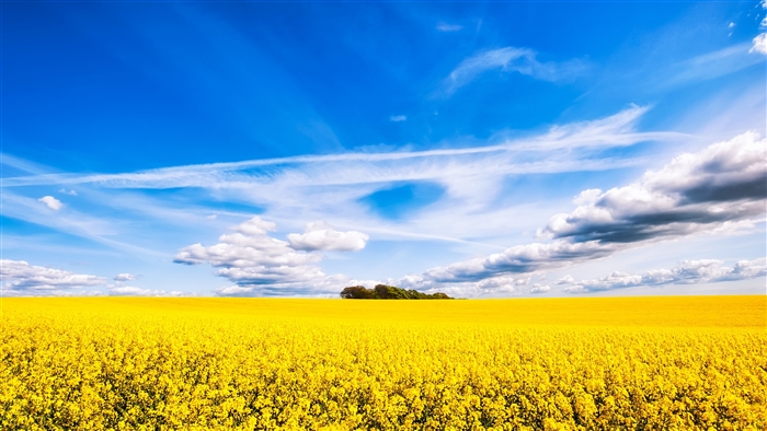Vast yellow rapeseed field under a blue sky with clouds