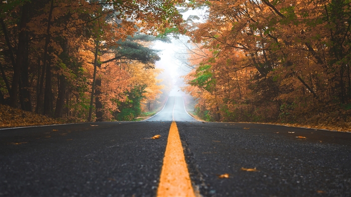 Road through an autumn forest with fall foliage
