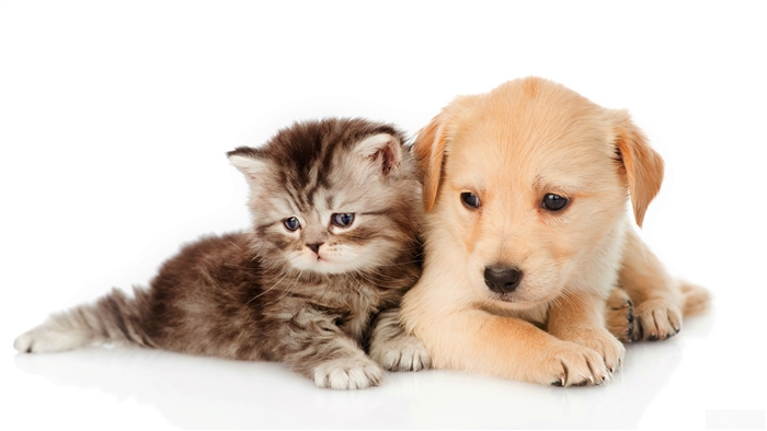 Adorable Kitten and Puppy Together