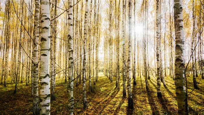 Birch forest with sunbeams in 4K