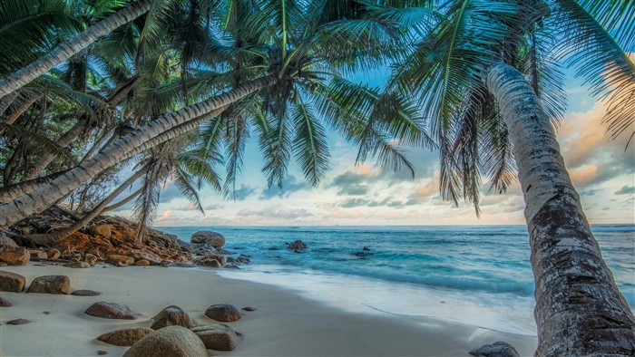 Tropical beach with palm trees and ocean
