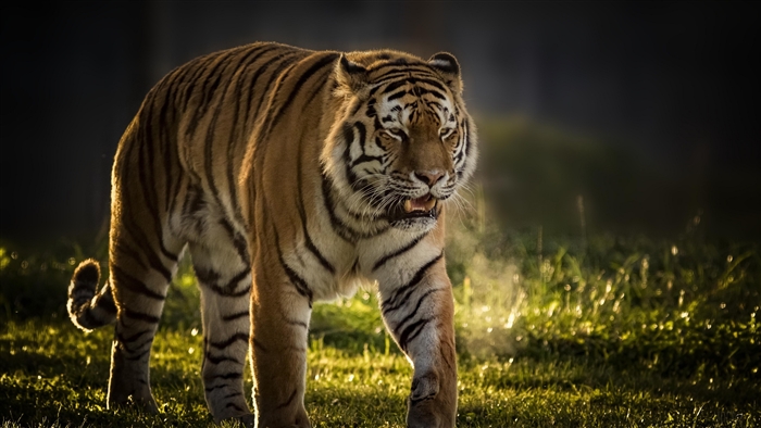 Tiger walking in grass with steam