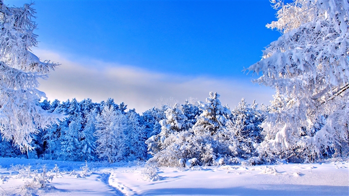 Snowy Forest Landscape in Winter 4k