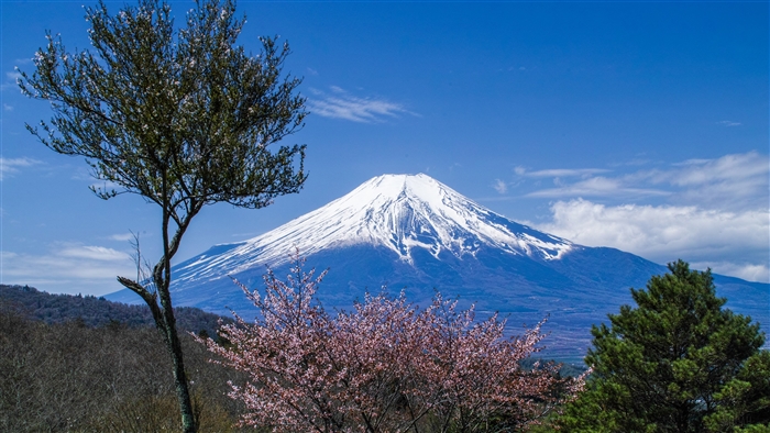 Mount Fuji with Cherry Blossoms in Spring 4K