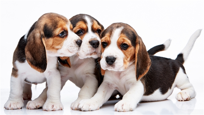 Three Beagle Puppies