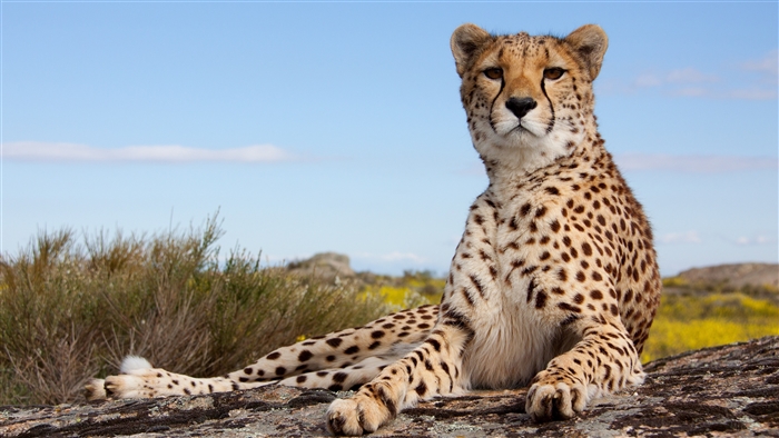 Majestic Cheetah Resting on Rocky Terrain 4K