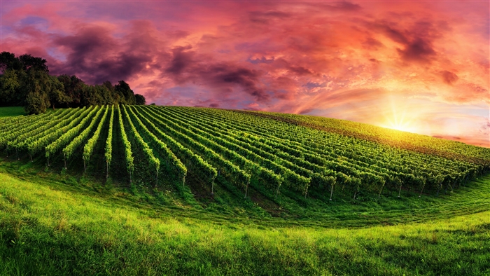 Sunset Over Green Vineyard with Purple Clouds 4K