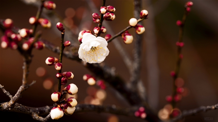 White Blossom Flower on Branch in Spring 4K
