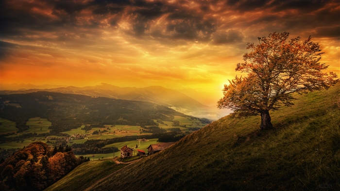 Sunset Over Swiss Hill with Lonely Tree 4K