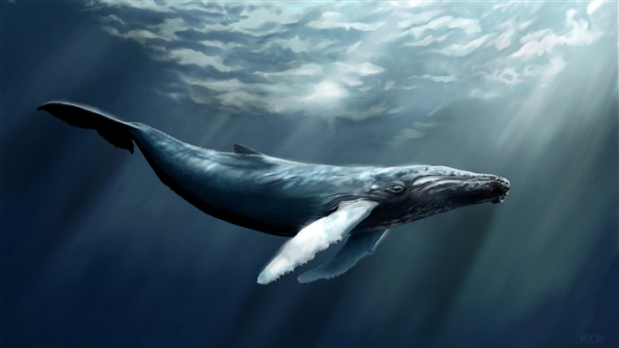 Humpback Whale swimming underwater 4K
